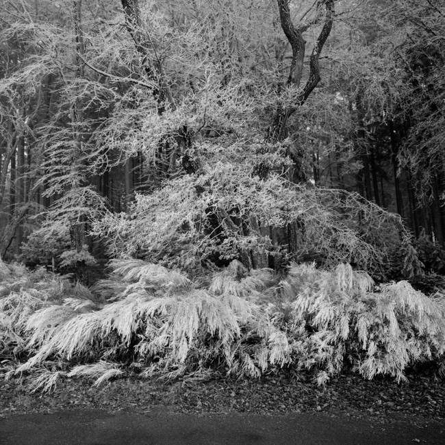 Benjamin Béchet - Qui sauvera la forêt française ?
