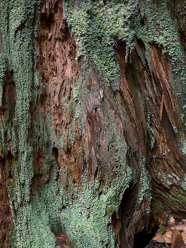 Céline Clanet - Les îlots farouches