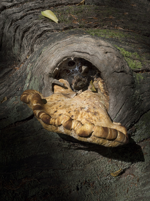 Céline Clanet - Les îlots farouches