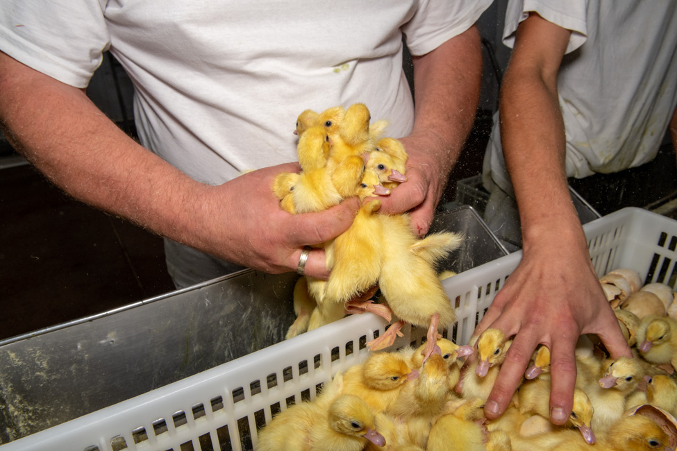 Marc Lathuillière - Viande