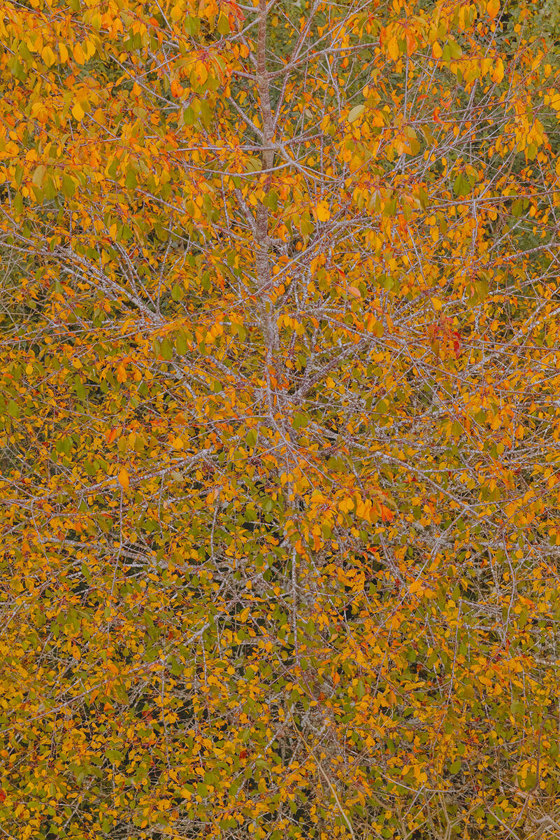 Letizia LE FUR - Mines de rien