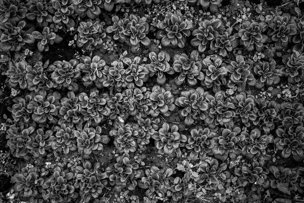 Olivier Laban-Mattei - Les sentinelles de la terre ou la nouvelle paysannerie en France