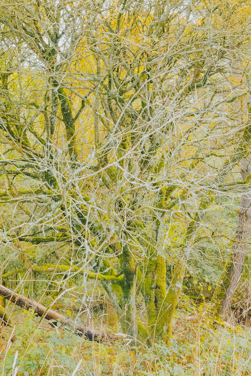 Letizia LE FUR - Mines de rien