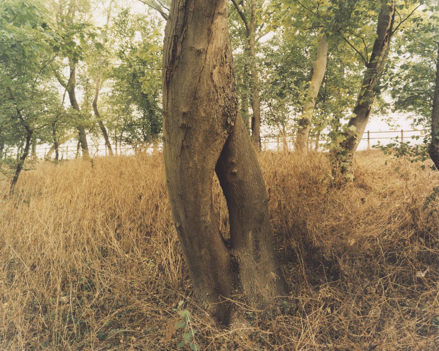 Zen LEFORT - Partout et nulle part. Le féminicide à travers les paysages français